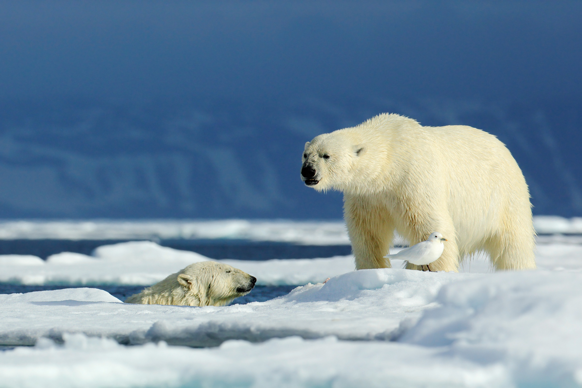 Antarctica expedition luxury travel