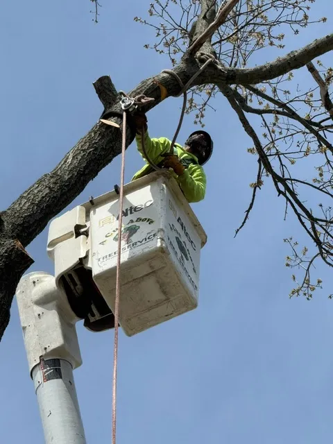 Emergency Tree Service