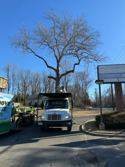 Dangerous tree removal near house in South Jersey