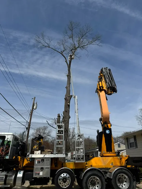Residential tree removal in Marlton NJ