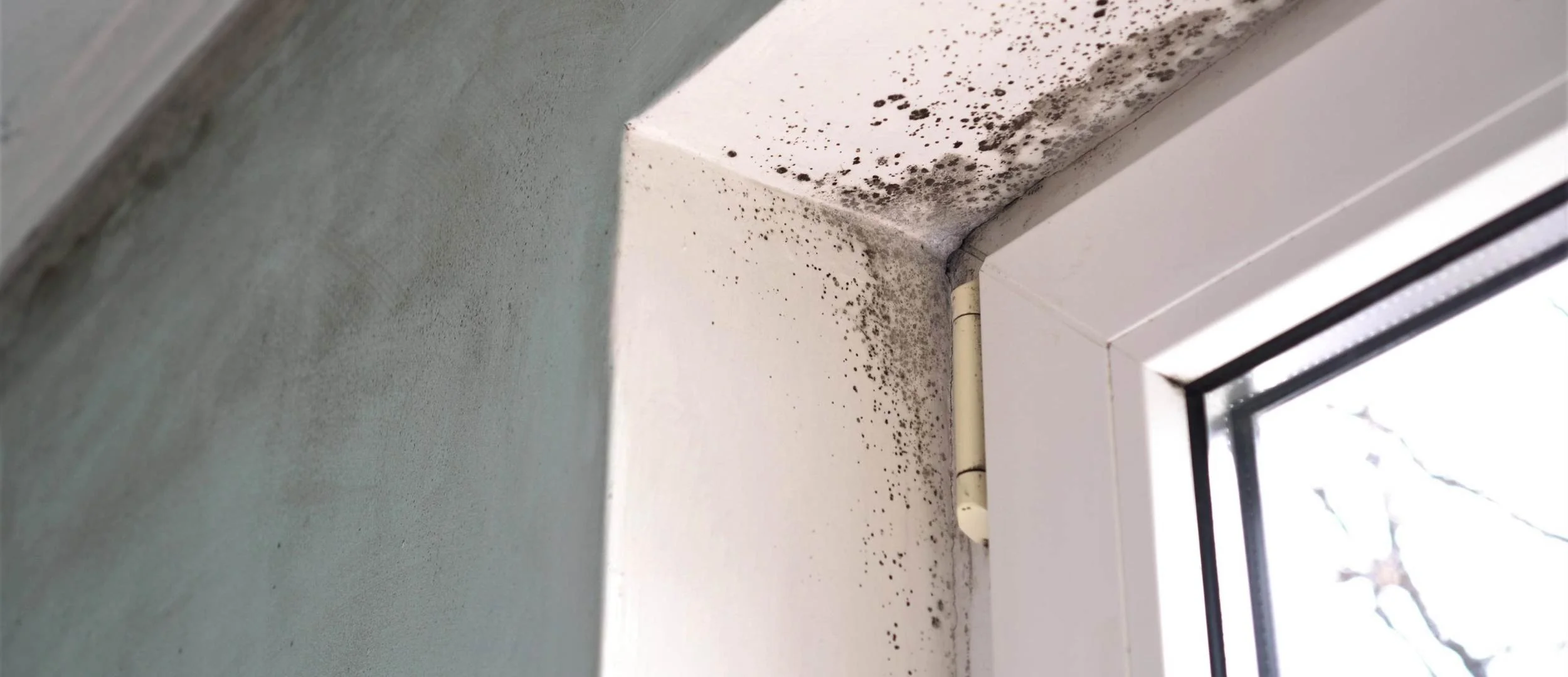 Plumbing Leaks & Damp Walls - mold inspection York County PA